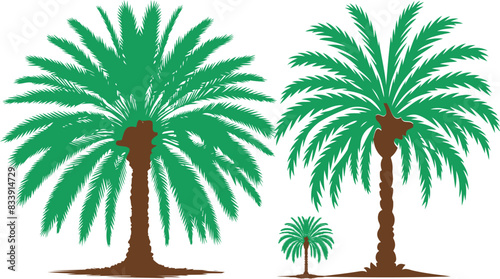 date palm Silhouette on White Background 