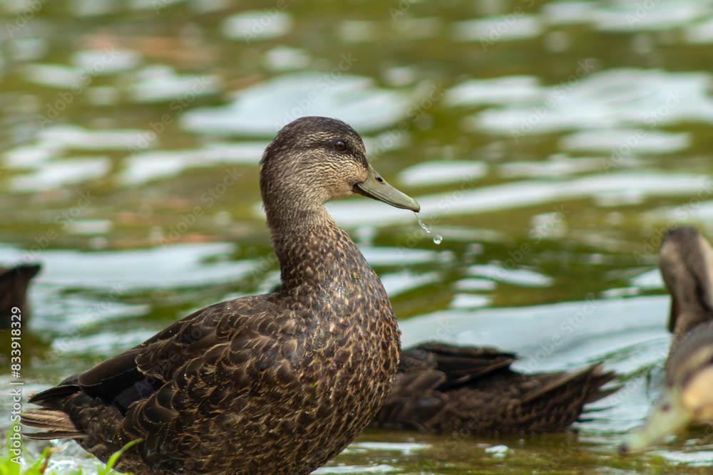 duck on the lake duck on the lake