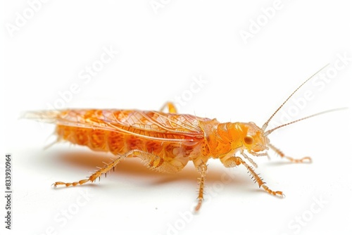 Thrips isolated on white background photo