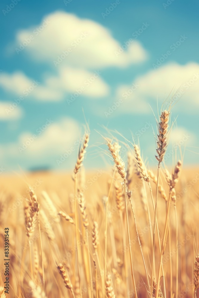 Fototapeta premium Natural Summer Scene: Wheat Field blurred