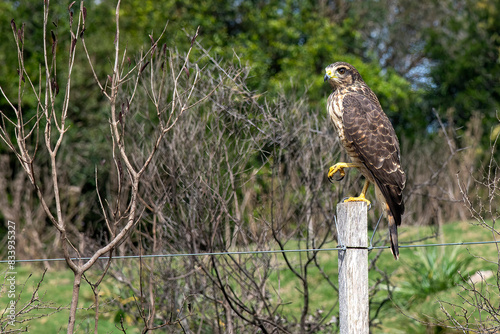 Foto Close up of a Chimango Caracara or chimango or tiuque (Milvago chimango) bird of
