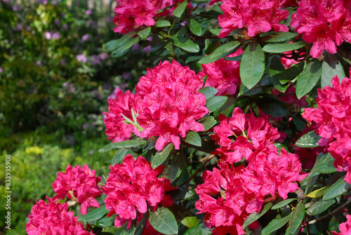 Beautiful red rhododendron flowers, lushly blooming Rhododendron bushes in summer garden.