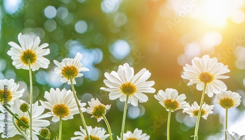 spring chamomile in sunlight close up on a meadow selective focus bottom view banner