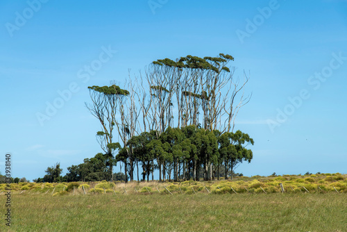 Panoramic view over the pampas low grasslands in Rocha department, Uruguay with group of extremely high trees with bare trunks and green canopy on top looking like giraffes photo