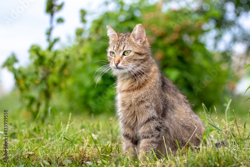 Brown cat with a attentive gaze in the garden against a blurred background, a cat portrait © Volodymyr