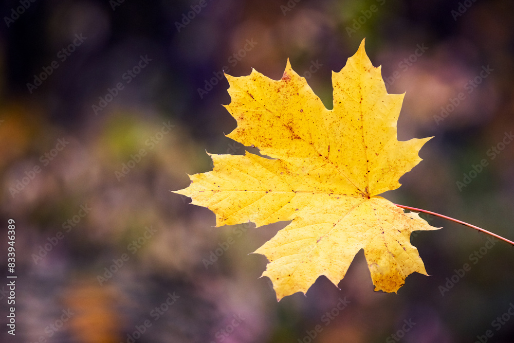 Fototapeta premium Yellow maple leaf on a dark blurred background