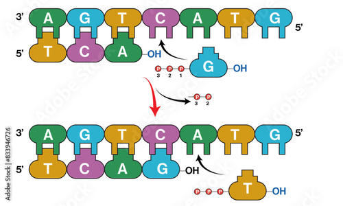 Detailed Chemical Reactions of DNA Replication: Step-by-Step Addition of Nucleotide Bases with Enzyme Activity and Phosphate Bond Formation | Molecular Biology Diagram for Education & Research