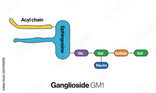 GM1 Ganglioside Chemical Structure Vector Illustration