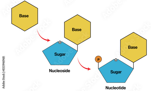 Science Vector Art of Nucleic Acid Bases, Nucleosides, Nucleotides on White Background, Detailed Diagram.