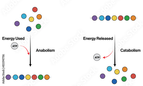 illustration of Metabolism and Anabolism: Energy Flow, Molecular Synthesis, and Breakdown", I
recommend
