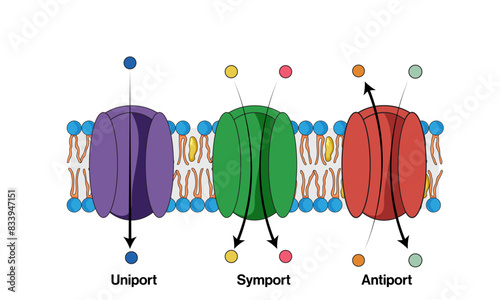 Detailed Vector Illustration of Uniport, Symport, and Antiport Transport Systems in Cellular Membranes on White Background.