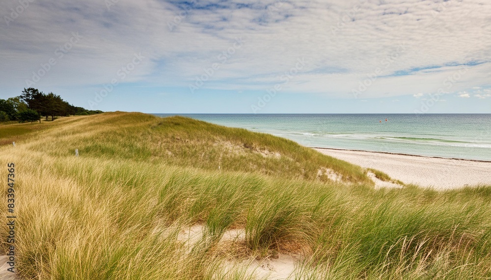 grass dunes at boltenhagen coastline baltic sea