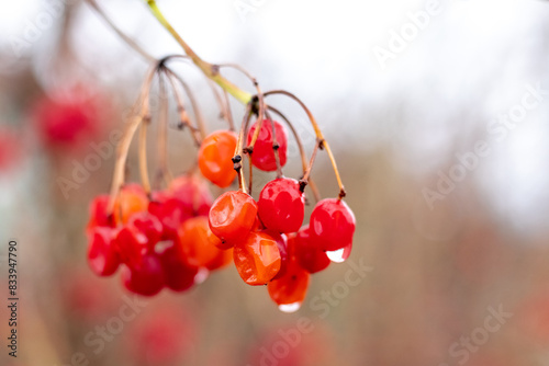 Viburnum branch with red wet berries in autumn