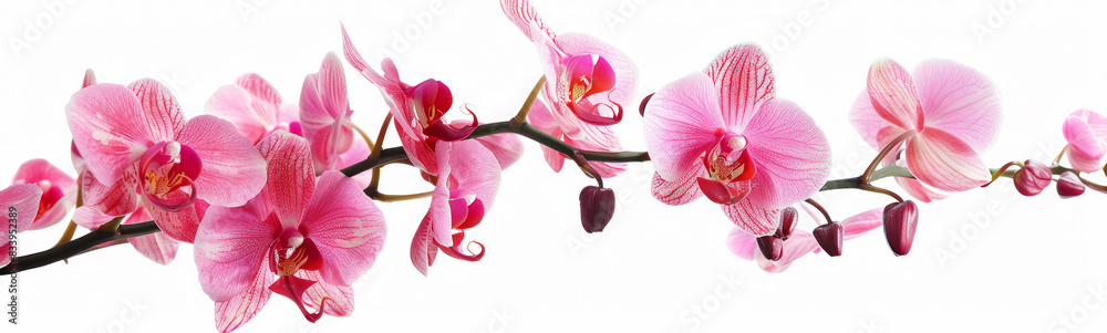 Obraz premium Beautiful flowers banner panorama with Pink orchids orchidaceae, cut out, isolated on white background