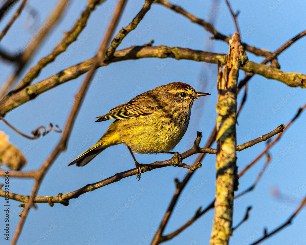 This Palm Warbler is nicely framed by surrounding tree branches. It is in perfect profile. This Palm Warbler is nicely framed by surrounding tree branches. It is in perfect profile.
