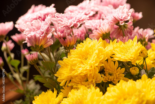 Beautiful arrangement of yellow and pink chrysanthemum flowers  selective focus.