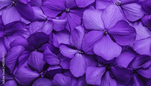 african violet flower petals in deep purple floral background image © Raegan