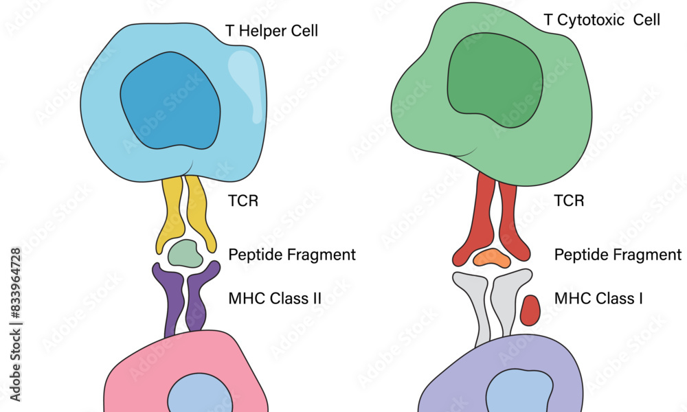 Illustration of T Cell Recognition of Antigen on White Background ...