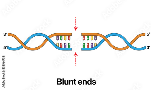 Vector Illustration of Blunt DNA End Structures: Labels for Phosphodiester Bases, Hydroxyl
Groups, and 5' and 3' Phosphate Ends
