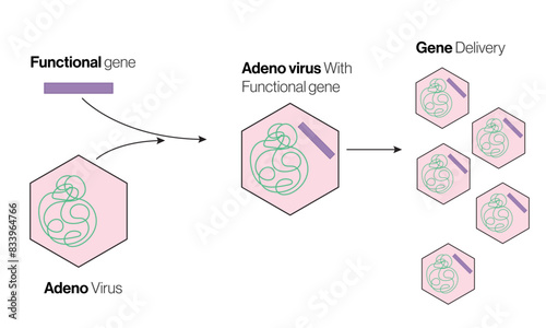 Illustration of Adenovirus-Mediated Gene Transfer on White Background Demonstrating Viral Vector Delivery in Gene Therapy.
