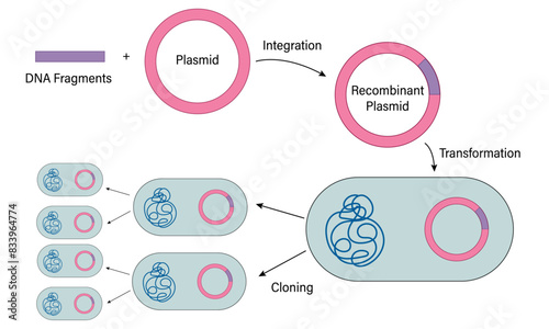 Illustration of Recombinant DNA Technology on White Background Demonstrating Genetic Engineering Techniques for Biotechnology.