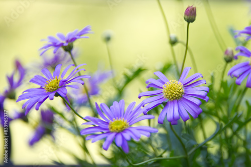Small dasies in purple and yellow colors photo