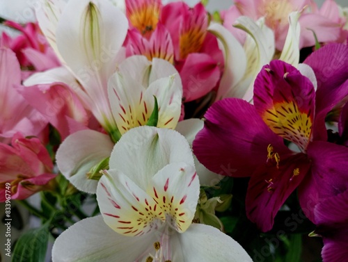 Background of alstroemeria flowers of various colors. A beautiful flower bouquet of multi-colored alstroemeria flowers. photo