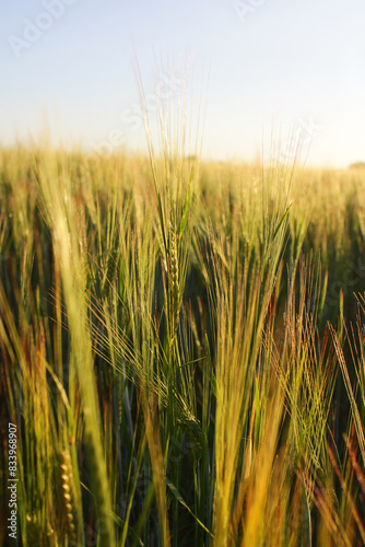 a green wheat field at sunset, an agricultural landscape. rural life, farming and rural lifestyle.