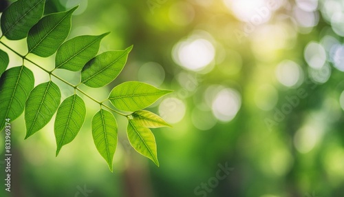 close up of nature view green millingtonia hortensis leaf on blurred greenery background with bokeh and copy space using as background natural plants landscape ecology wallpaper concept © Raegan