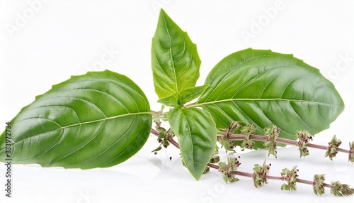 sweet basil leaves with stem isolated on white background green leaf sweet basil herb with branches ocimum basilicum linn labiatae photo