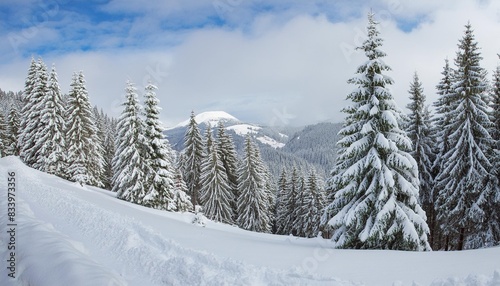 snow covered fir trees and a frosty day in a mountainous area carpathian mountains ukraine