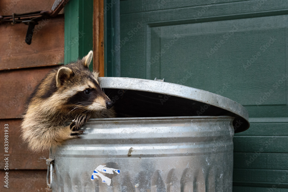 Raccoon (Procyon lotor) Looks Right From Inside Garbage Can