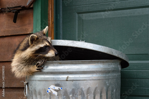 Obraz na płótnie Raccoon (Procyon lotor) Looks Right From Inside Garbage Can w salonie