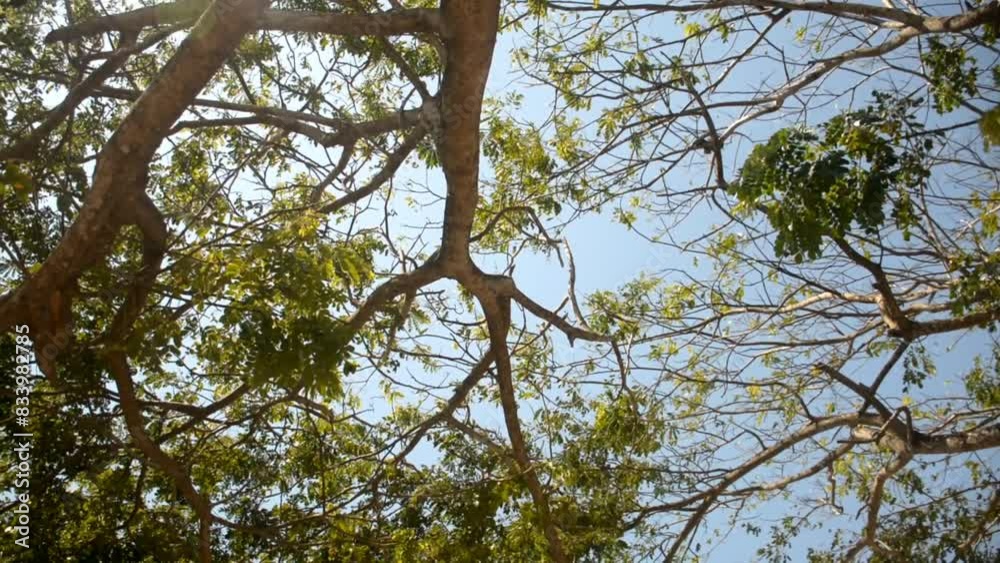video of shady trees swaying in the wind against a blue sky video of shady trees swaying in the wind against a blue sky