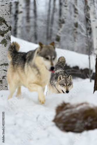 Grey Wolves  Canis lupus  Run Up on White-Tail Deer Carcass Winter