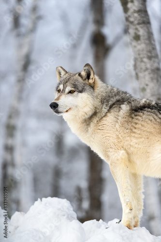 Grey Wolf (Canis lupus) Looks Slightly Left Winter © hkuchera