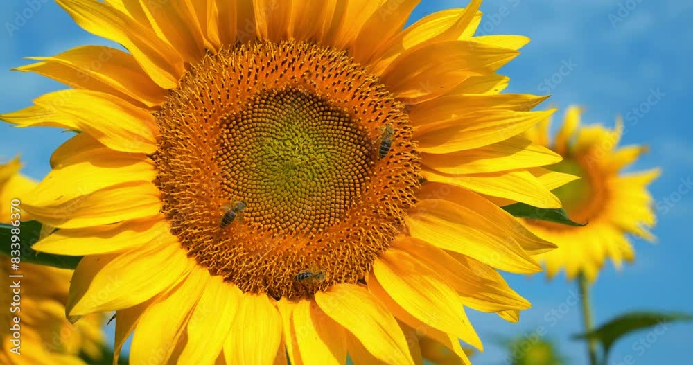Bees on a beautiful yellow sunflower Bees on a beautiful yellow sunflower