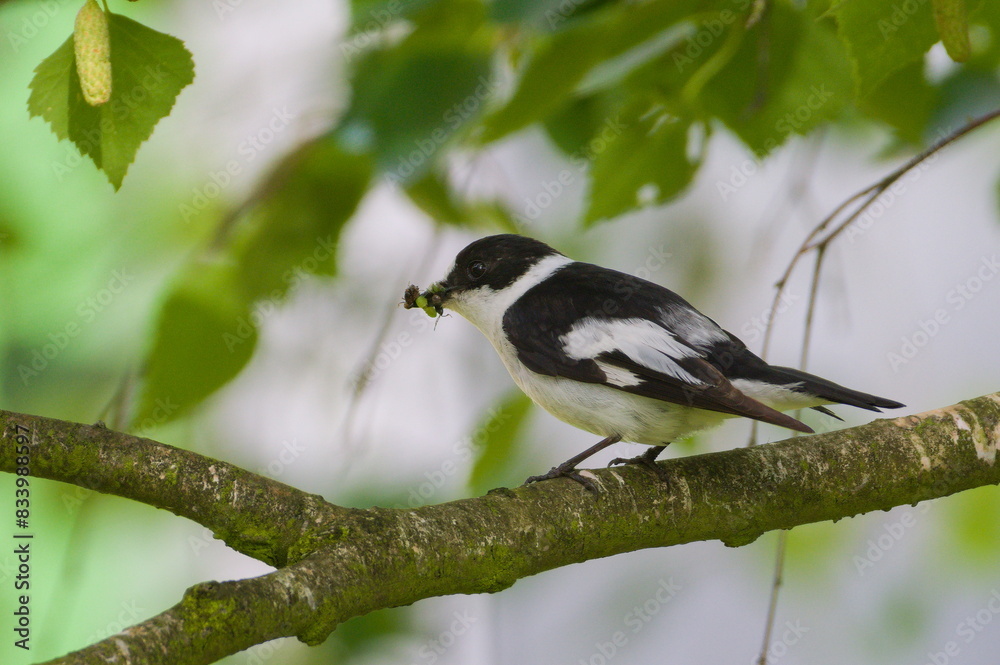 Ficedula albicollis aka Collared Flycatcher male perched on the tree branch. Feeding babies. Insect in the beak. Ficedula albicollis aka Collared Flycatcher male perched on the tree branch. Feeding babies. Insect in the beak.