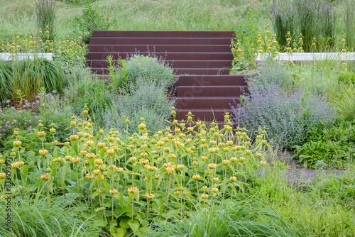 Blühendes syrisches Brandkraut -Phlomis russeliana- in Kombination mit Katzenminze und Gräsern im Berne Park in Bottrop photo