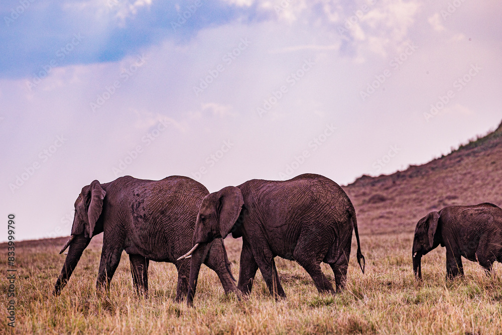 Fototapeta premium herd of elephants in the savannah