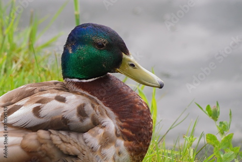 The splendor and vibrant colors of the mallard in its natural habitat; closeup photography whit male wild duck; Anas Platyrhynchos