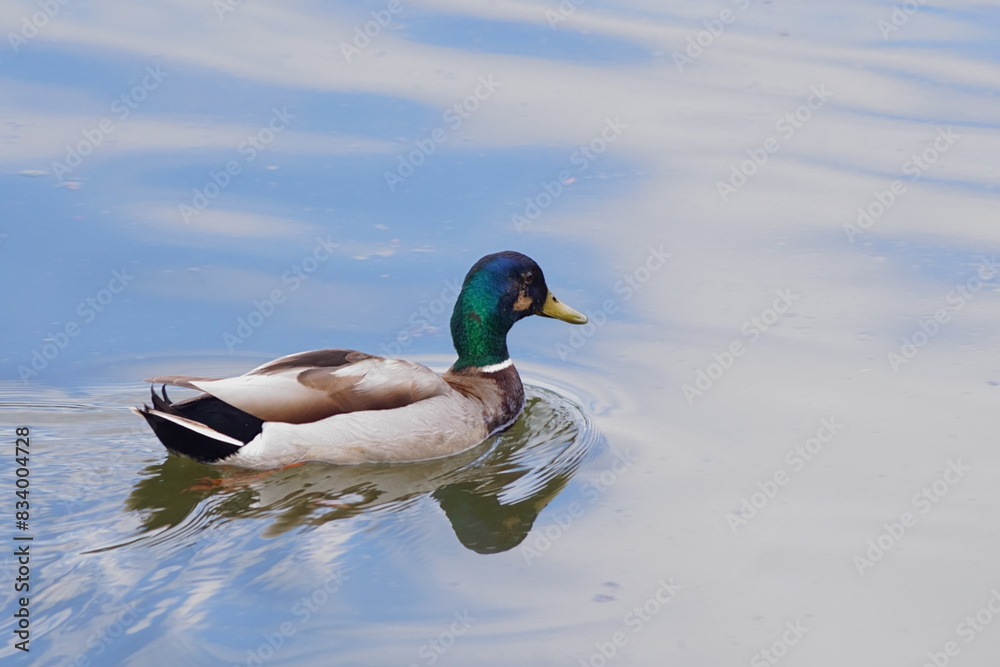 Obraz premium The splendor and vibrant colors of the mallard in its natural habitat; closeup photography whit male wild duck; Anas Platyrhynchos