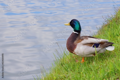 The splendor and vibrant colors of the mallard in its natural habitat  closeup photography whit male wild duck  Anas Platyrhynchos © ramona georgescu