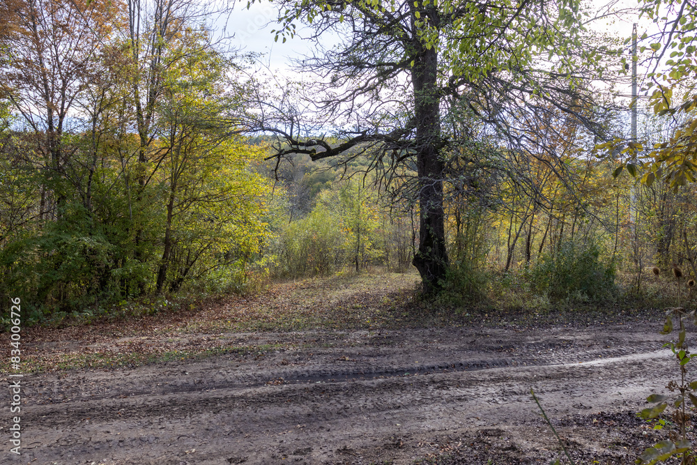 dirt road leading to the forest, autumn motif and the state of nature dirt road leading to the forest, autumn motif and the state of nature