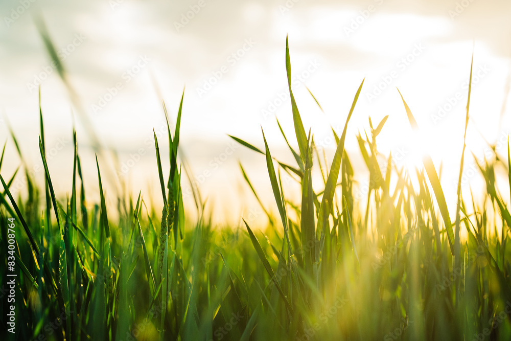 Fototapeta premium Simple background - green fresh grass lawn. Natural meadow swaying by wind blow.