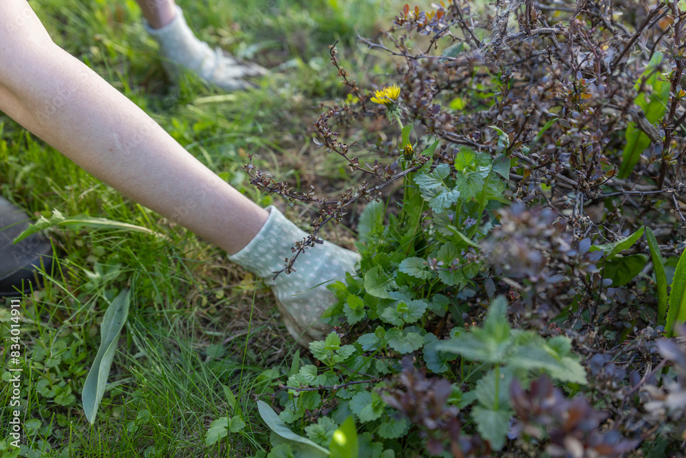 A woman wearing gloves pulls out weeds around a red bush with green and yellow leaves. The focus is on hands and bushes, emphasizing the importance of plant care and garden maintenance. A woman wearing gloves pulls out weeds around a red bush with green and yellow leaves. The focus is on hands and bushes, emphasizing the importance of plant care and garden maintenance.