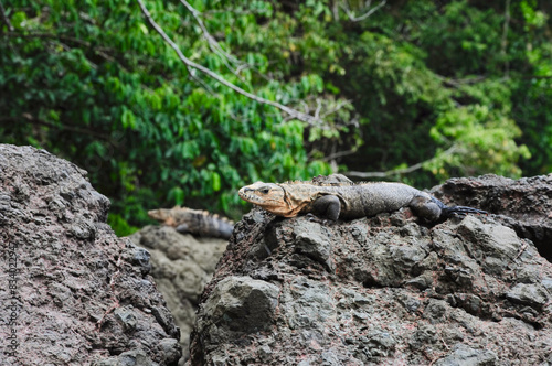Iguana con cabeza amarilla al aire libre sobre roca en el parque nacional Manuel Antonio en Costa Rica