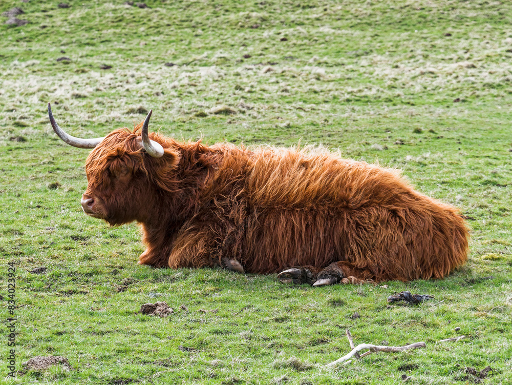 Highland cow lying in a field, the females generally have horns pointing upwards and longer and finer than the bulls. Highland cow lying in a field, the females generally have horns pointing upwards and longer and finer than the bulls.
