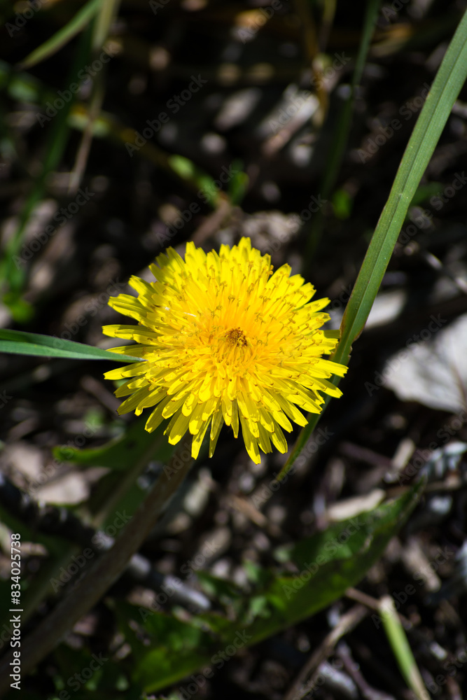 Dandelion