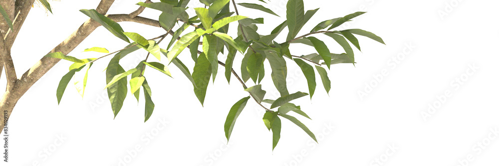 Fototapeta premium Various types of tree branch plants bushes shrub and and small plants isolated